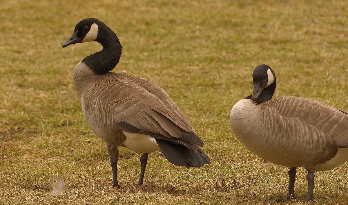 Canada Goose - ML88839551