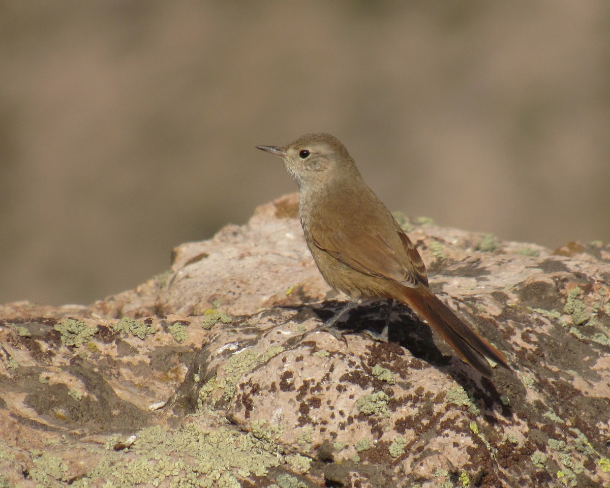 Sharp-billed Canastero - Javier Gross