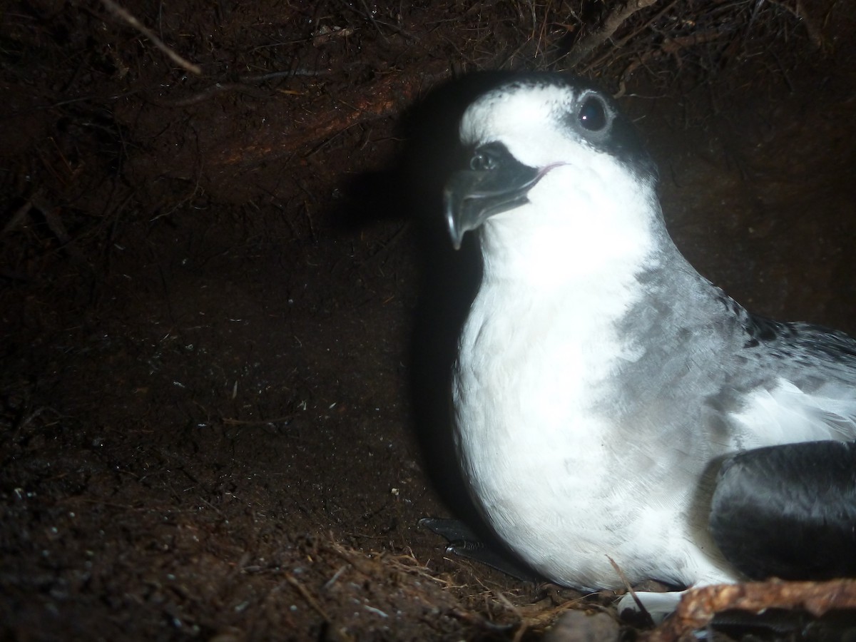 Hawaiian Petrel - ML88841511