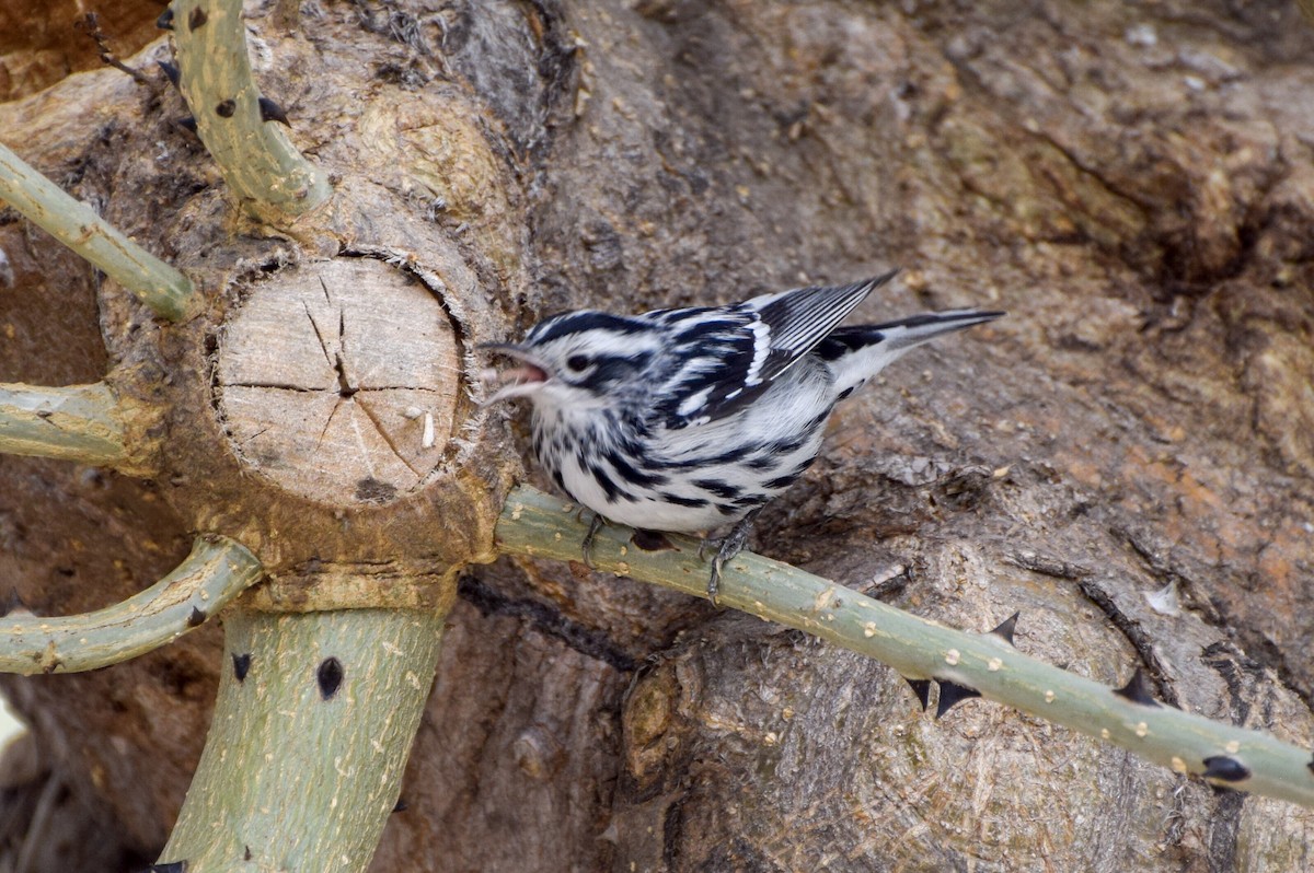 Black-and-white Warbler - ML88841911