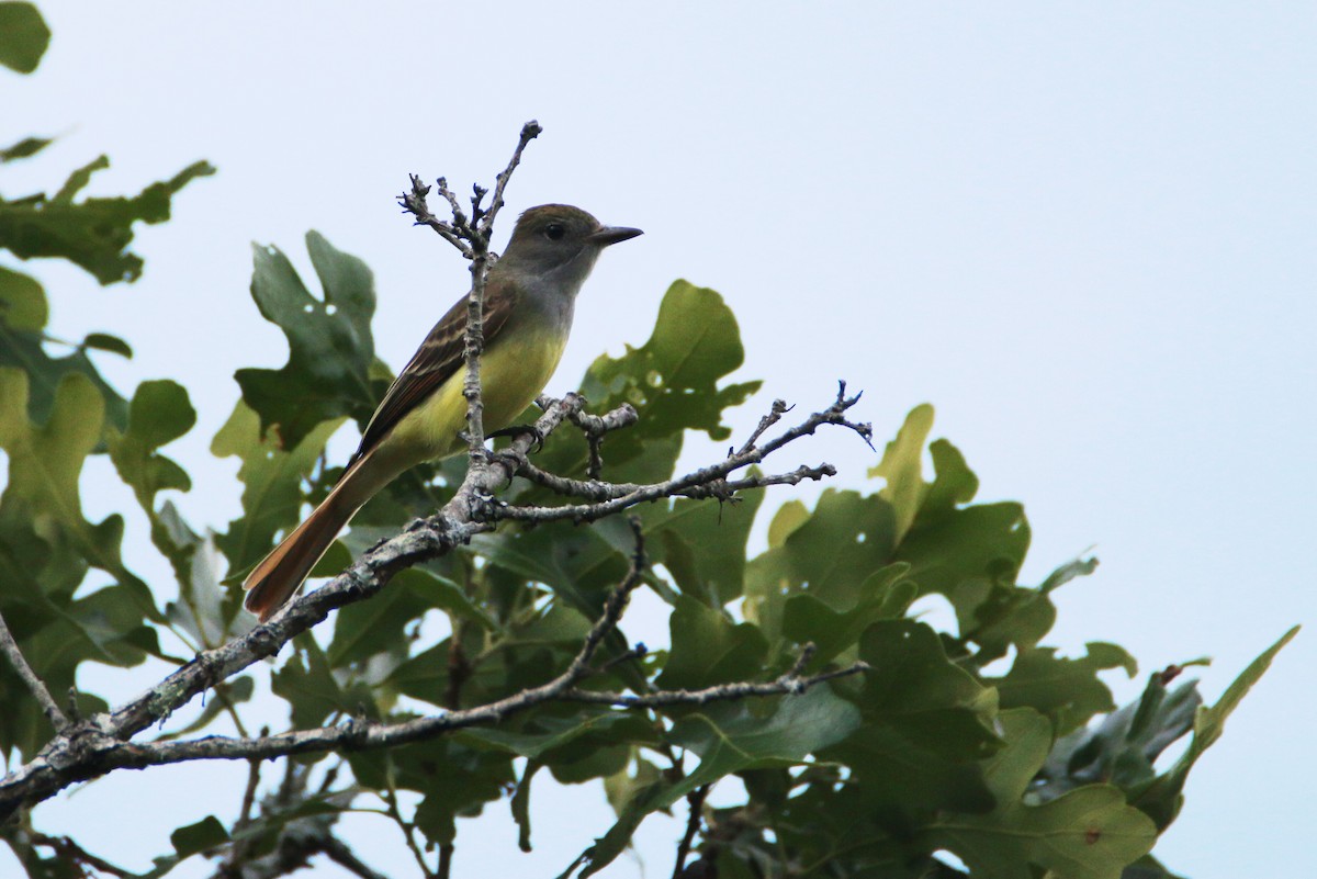 Great Crested Flycatcher - ML88844361
