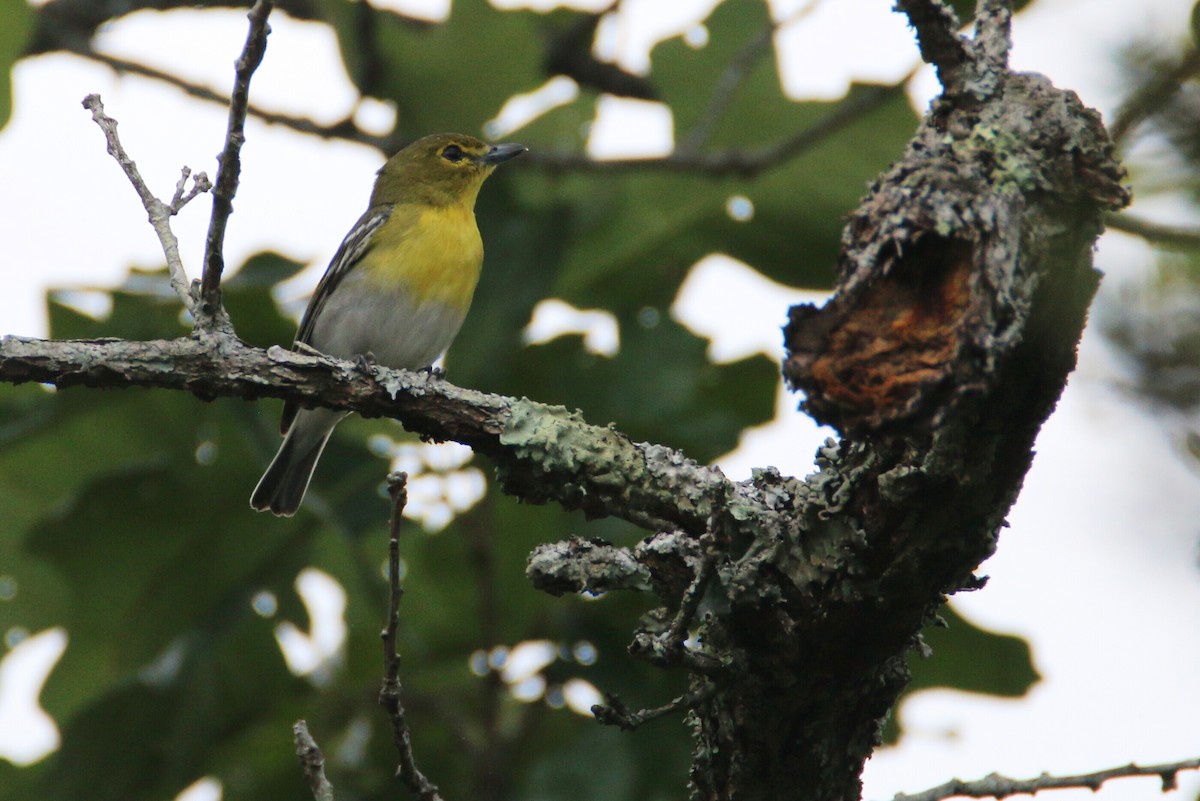 Yellow-throated Vireo - Ken Oeser