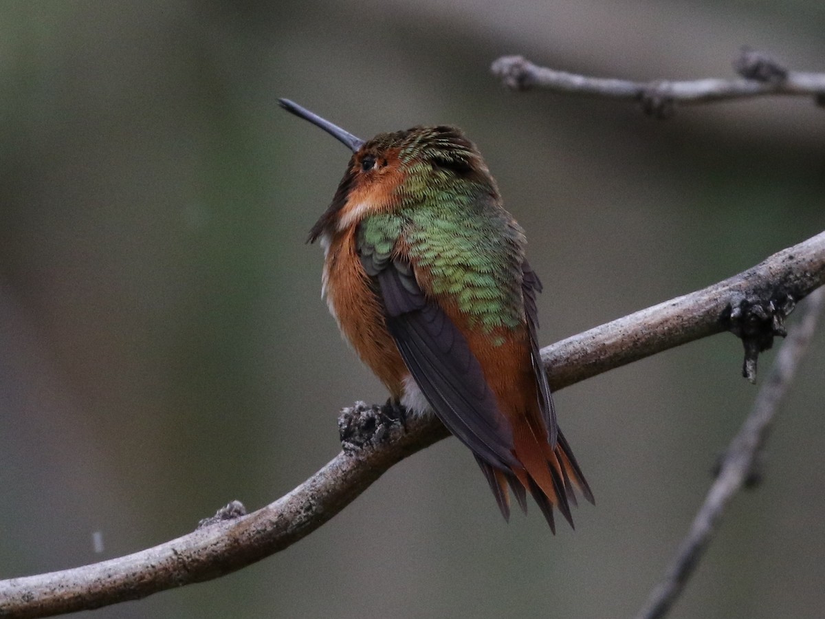 Allen's Hummingbird - ML88844561