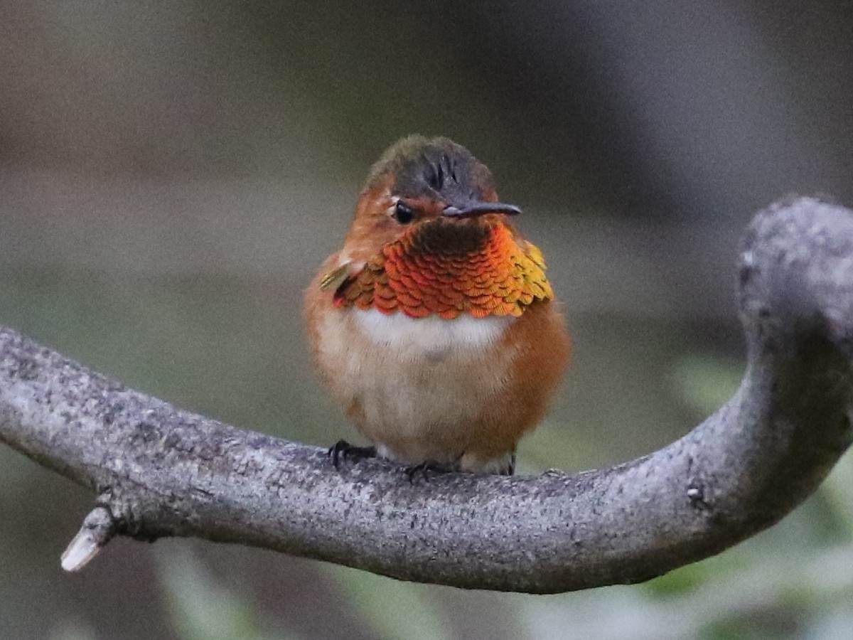 Colibrí de Allen - ML88844581