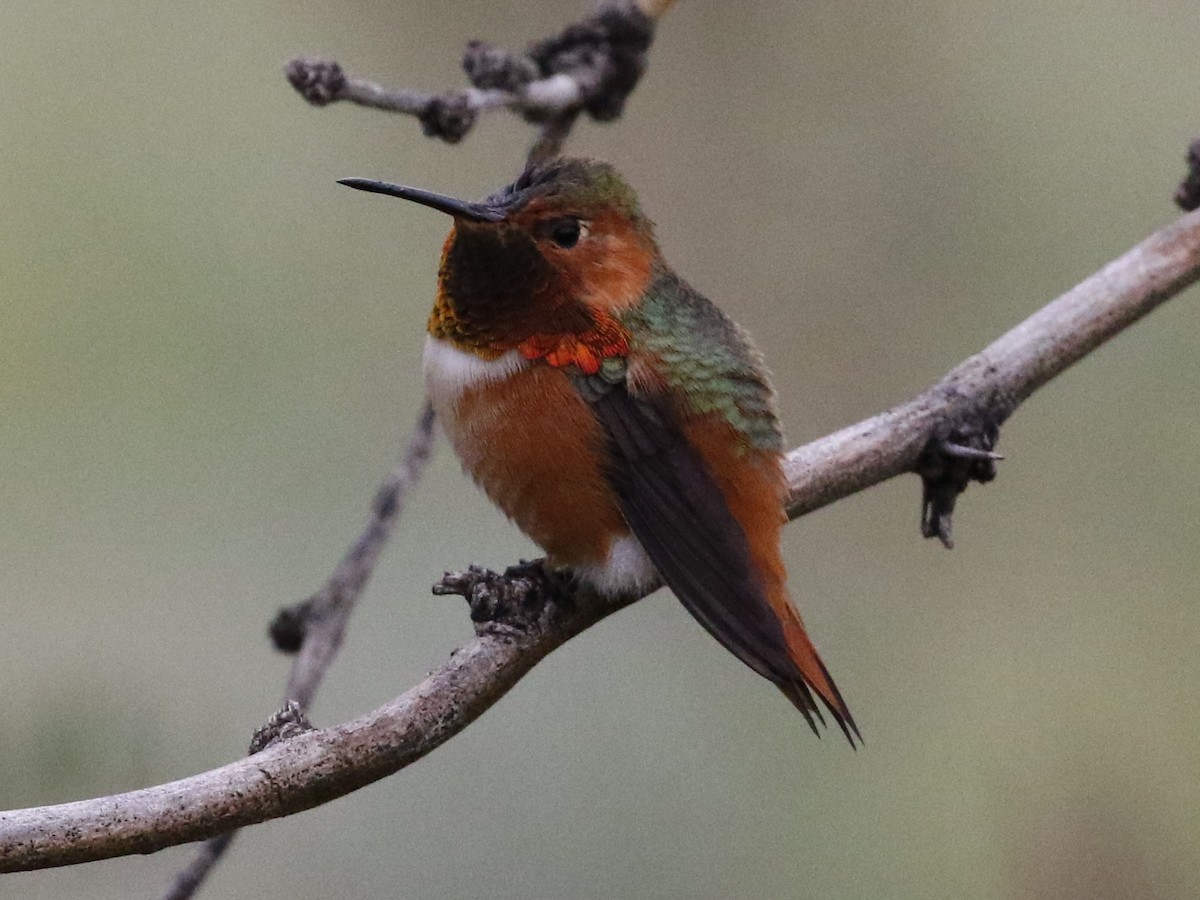 Allen's Hummingbird - ML88844591