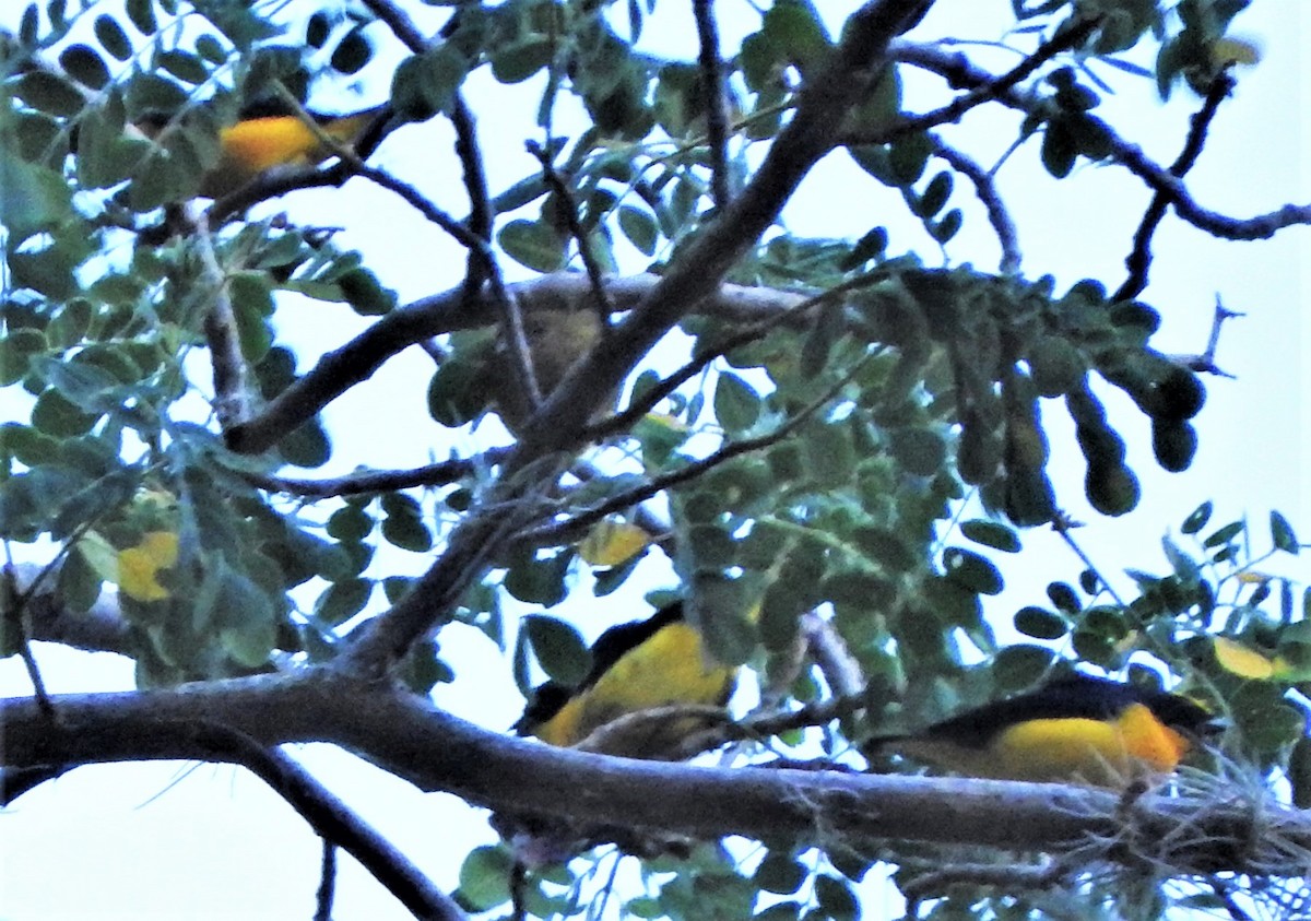 Thick-billed Euphonia - ML88844621