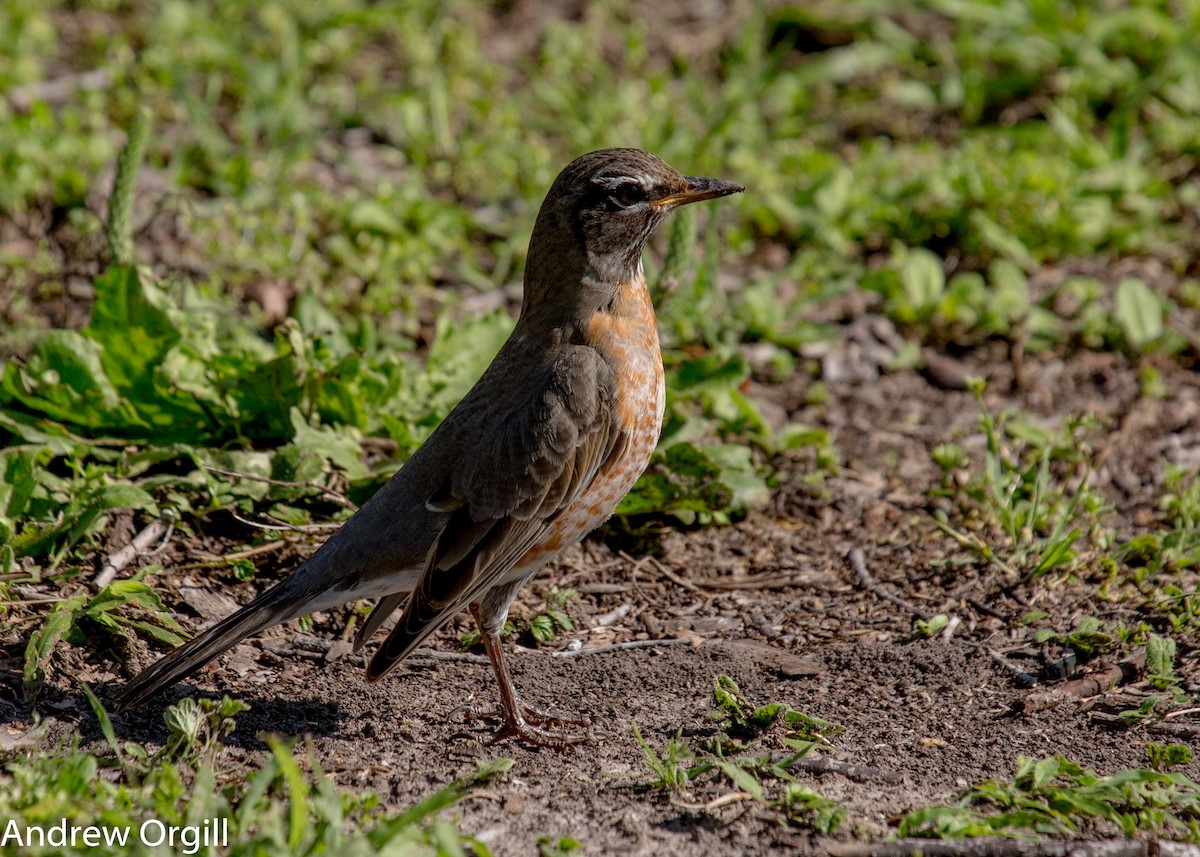 American Robin - ML88844671