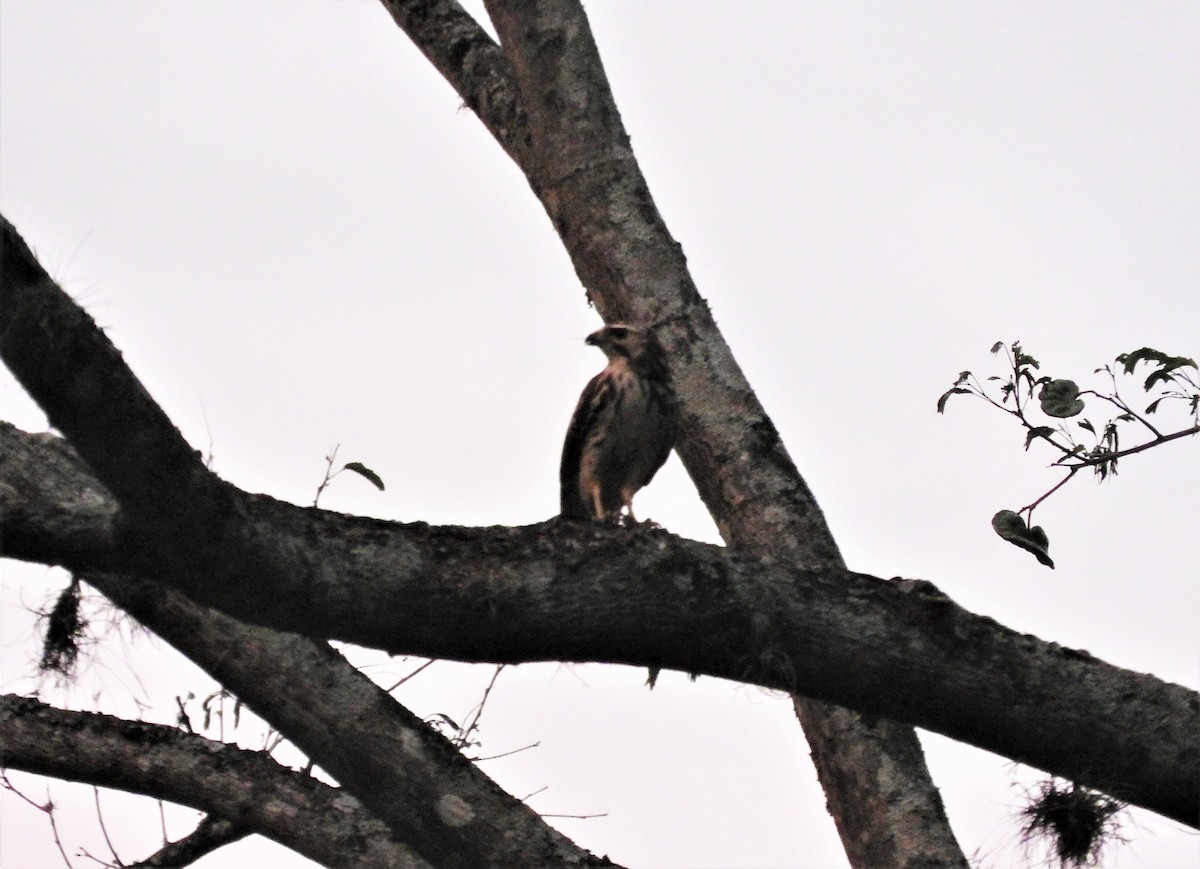 Broad-winged Hawk - ML88844821