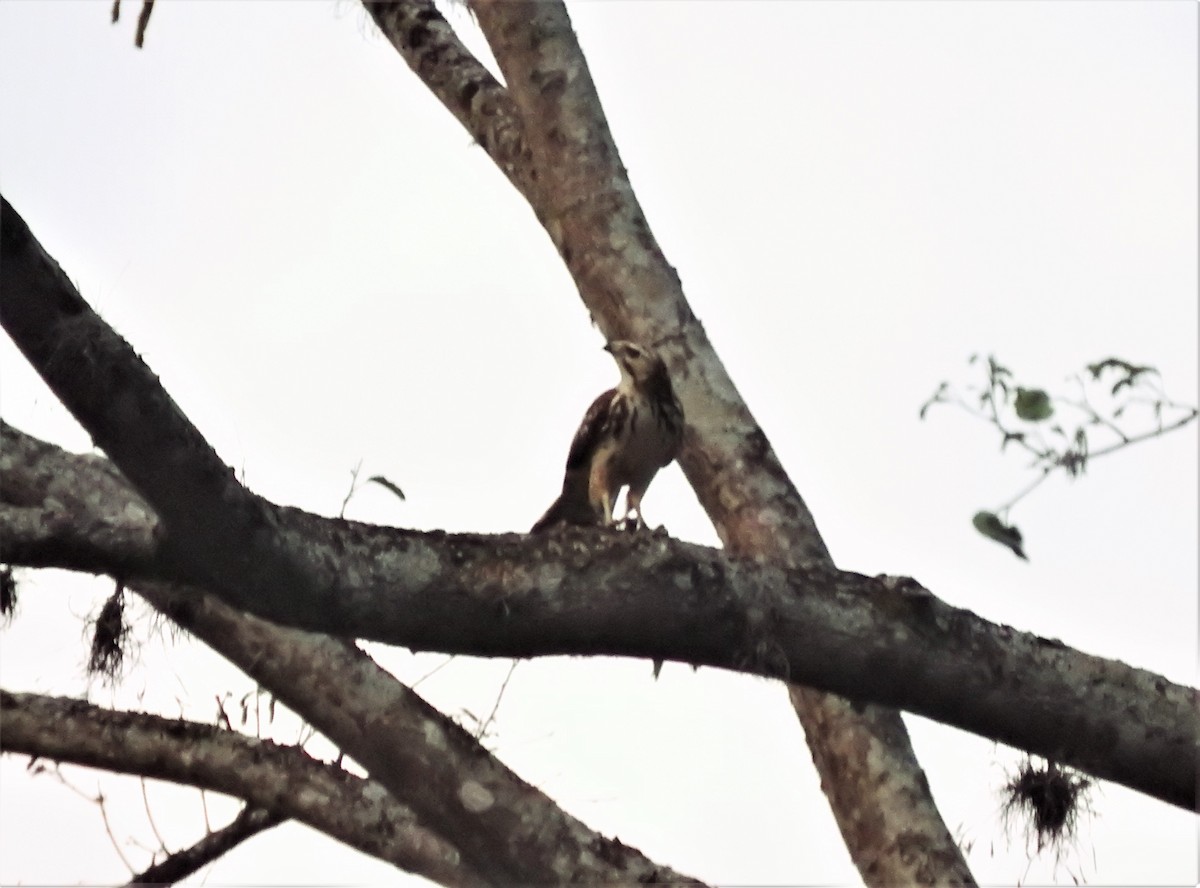 Broad-winged Hawk - Gabriel Camilo Jaramillo Giraldo