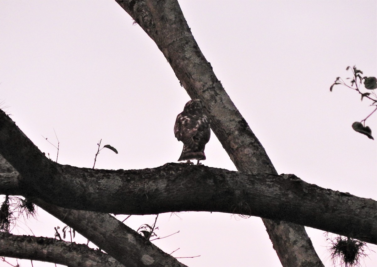 Broad-winged Hawk - ML88844921