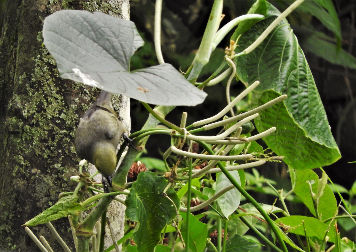 Palm Tanager - ML88845021