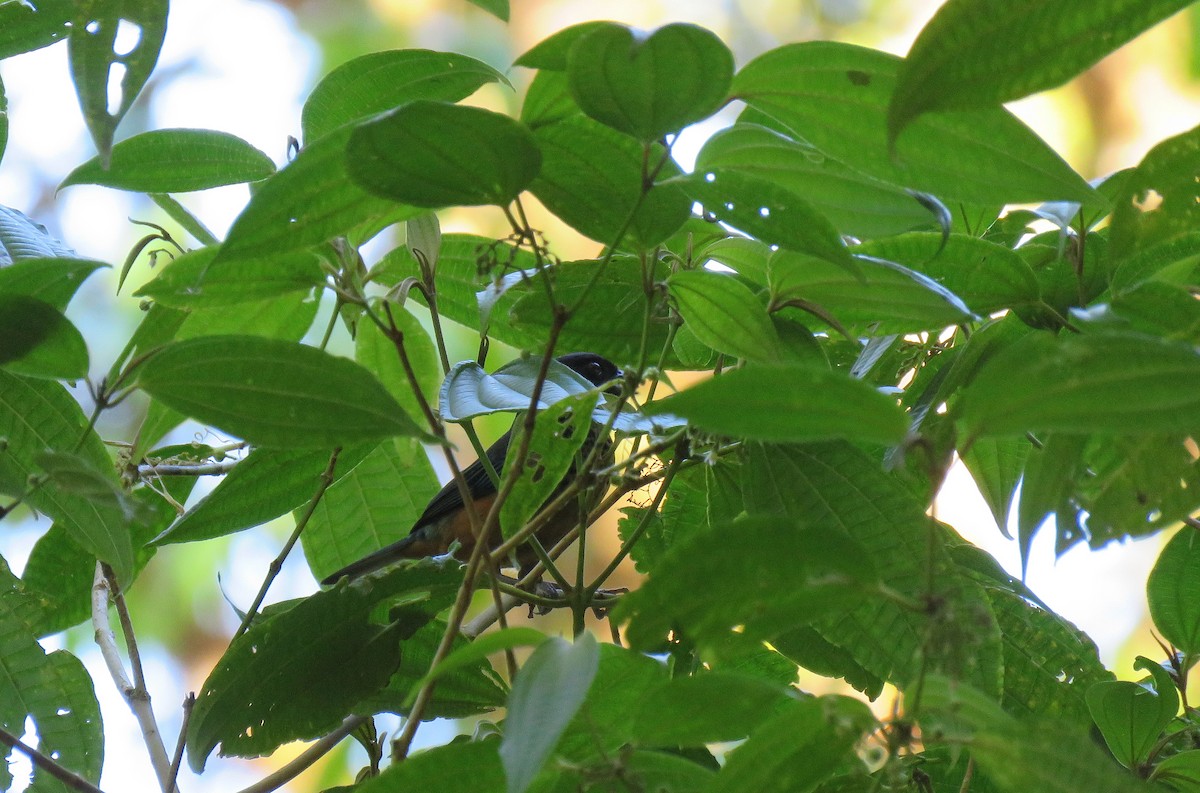 Spangle-cheeked Tanager - ML88845421