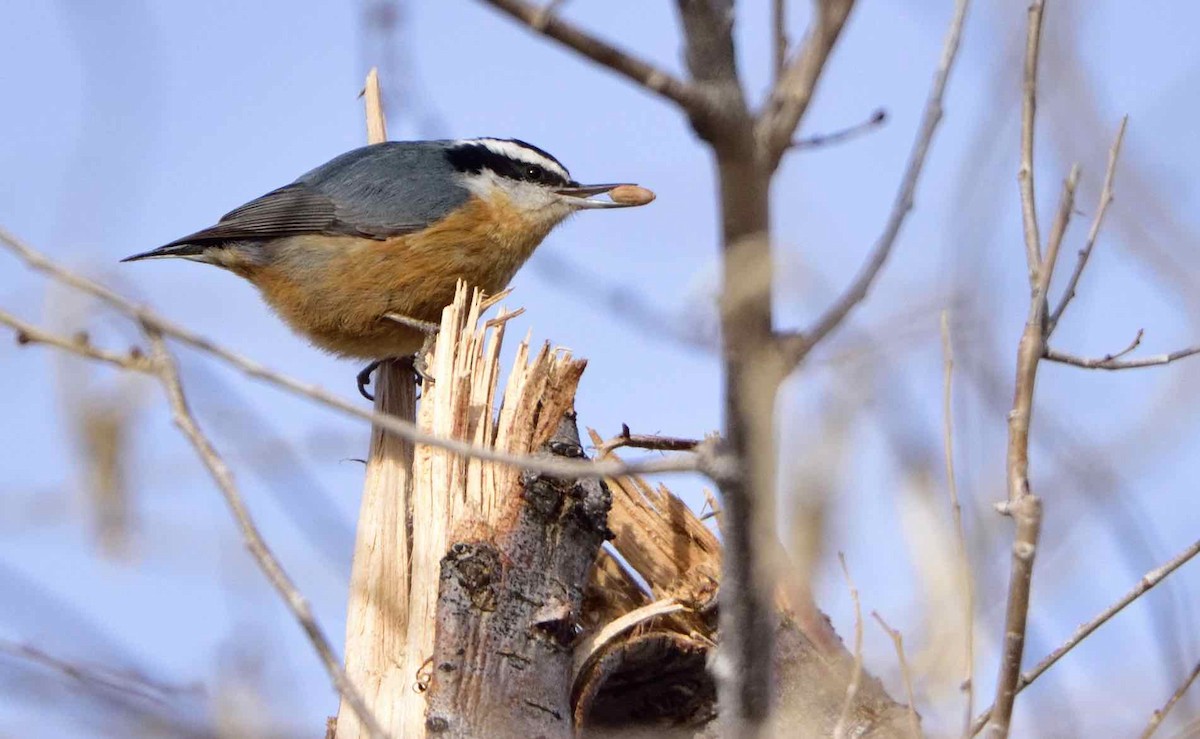 Red-breasted Nuthatch - ML88845631