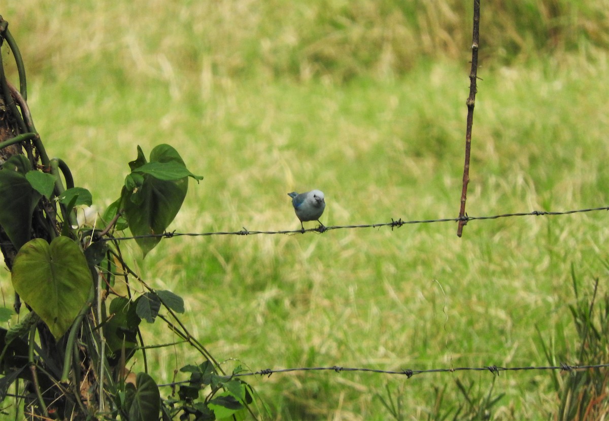 Blue-gray Tanager - Gabriel Camilo Jaramillo Giraldo