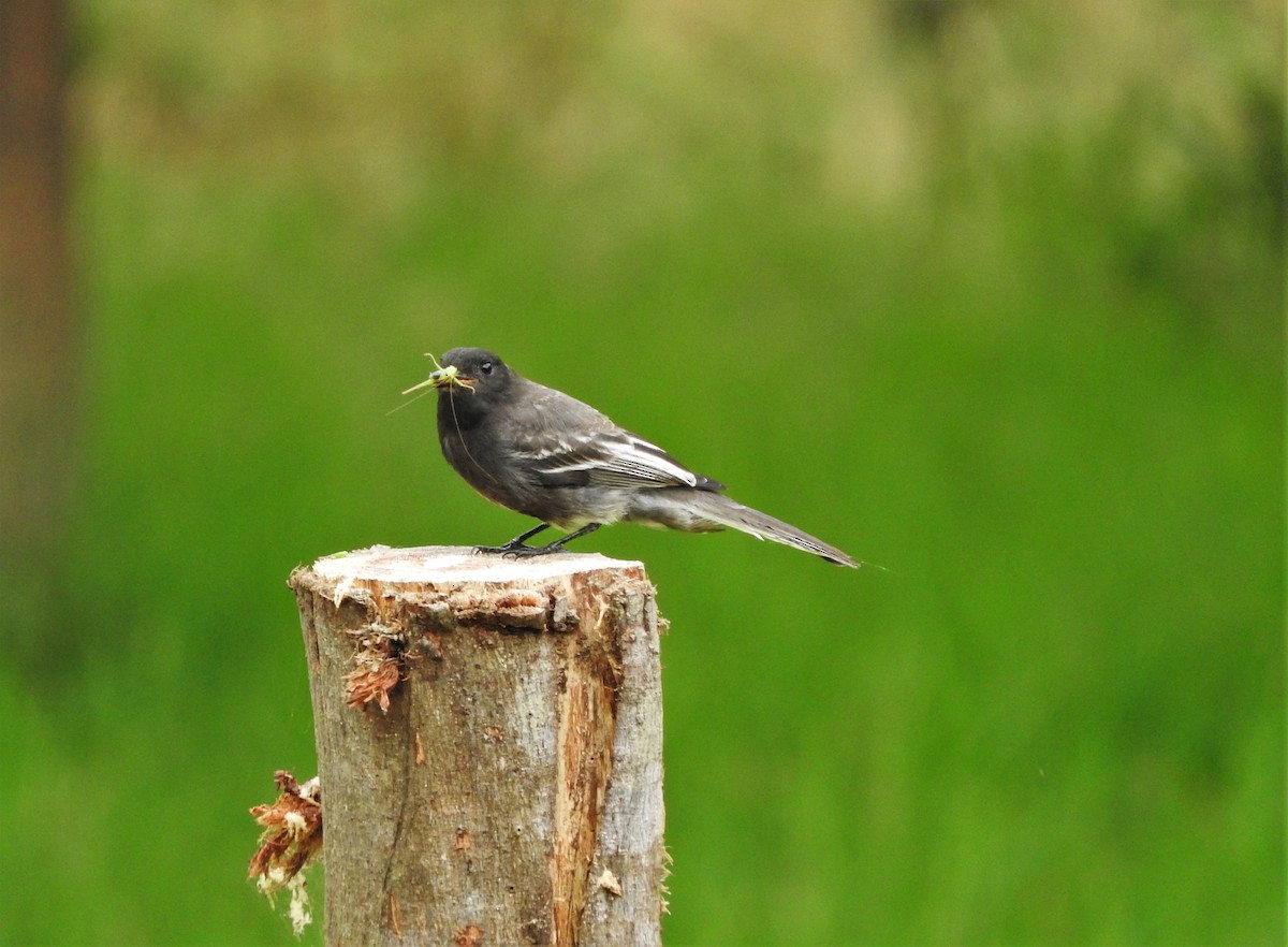 Black Phoebe - Gabriel Camilo Jaramillo Giraldo