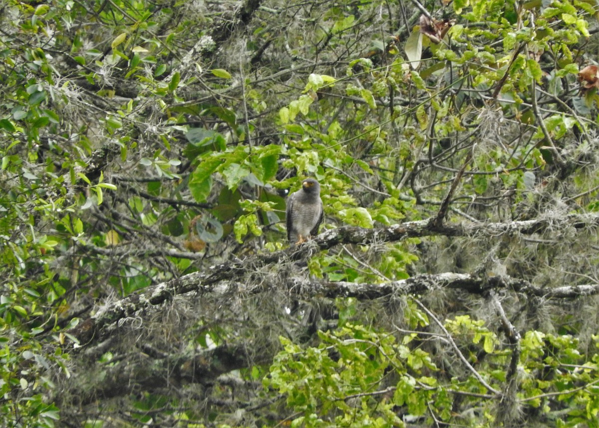 Roadside Hawk - ML88845801