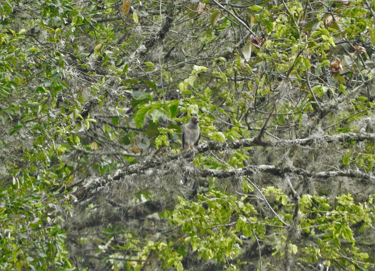 Roadside Hawk - ML88845821