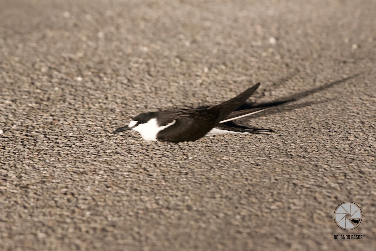 Sooty Tern - Rolando Tomas Pasos Pérez