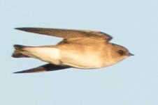 Northern Rough-winged Swallow - ML88846251
