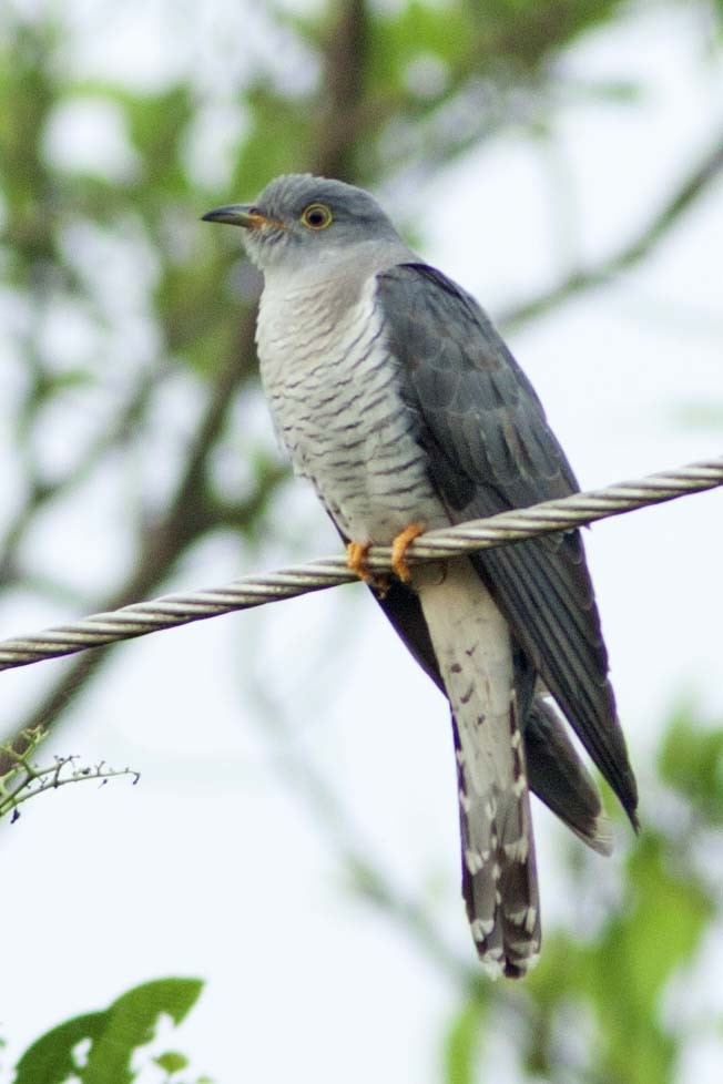 Common Cuckoo - Vineeth Kumar