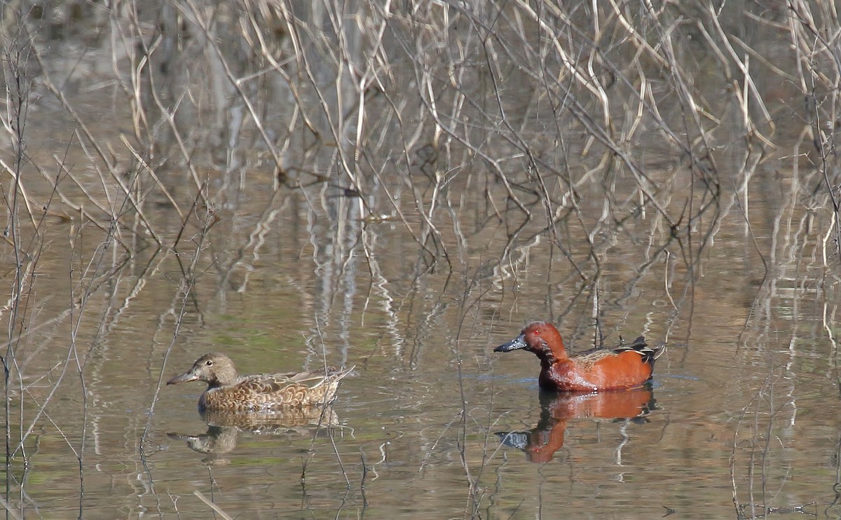 Cinnamon Teal - ML88847231