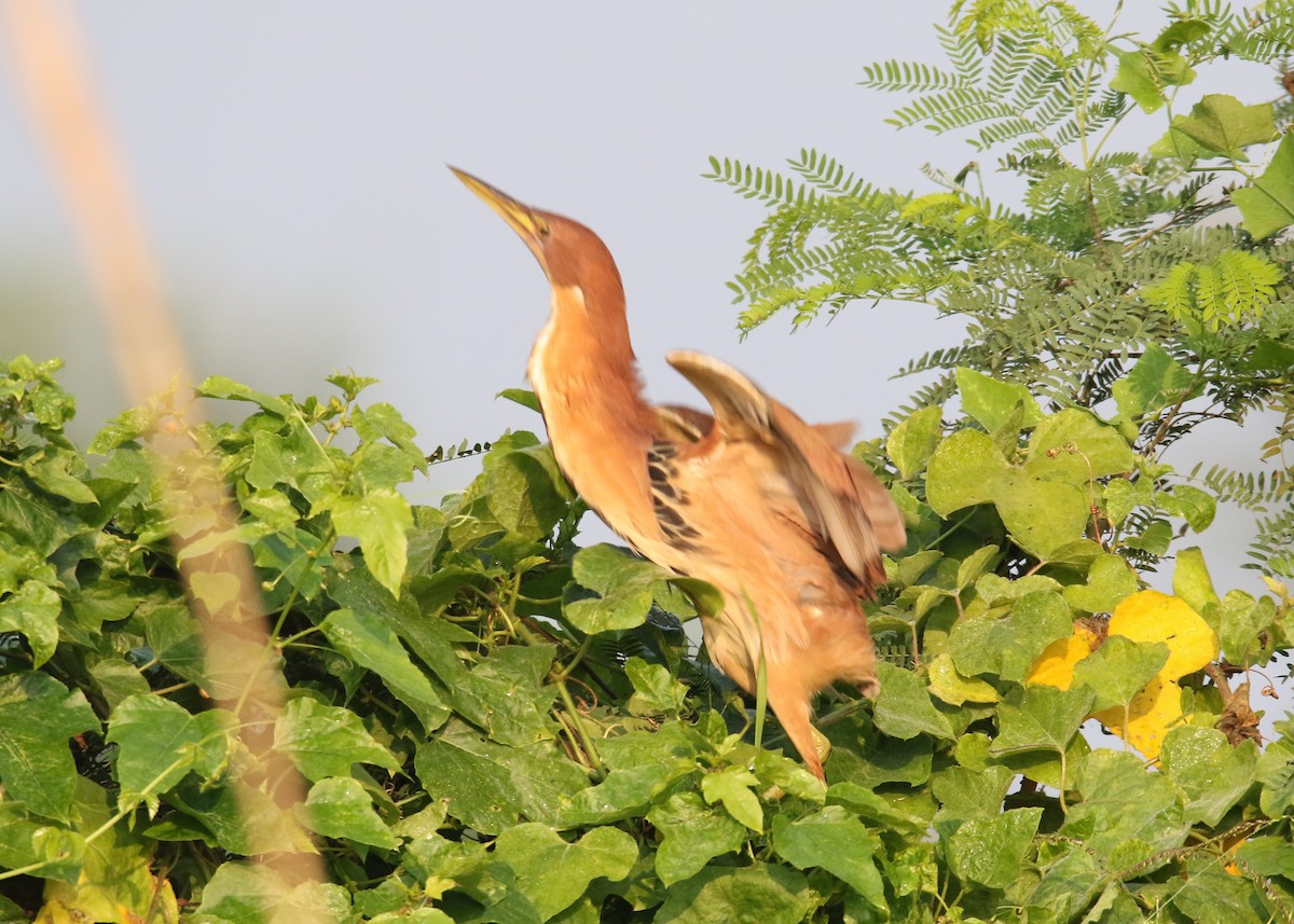 Cinnamon Bittern - ML88847801