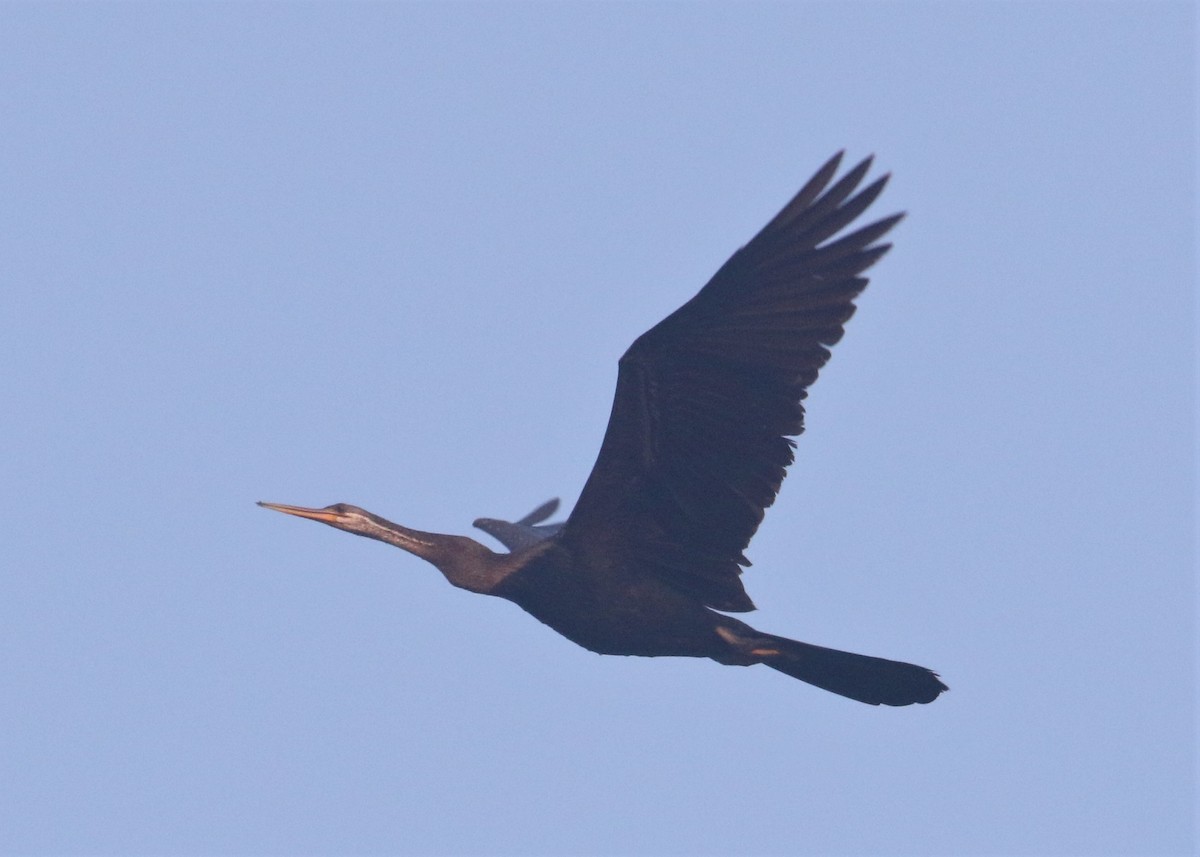 Oriental Darter - ML88848011