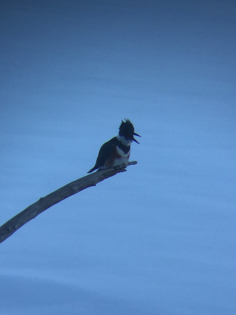 Belted Kingfisher - ML88848371