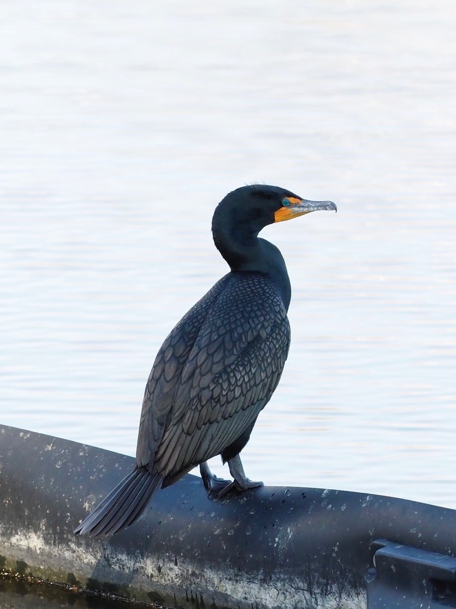 Double-crested Cormorant - Steven Hunter