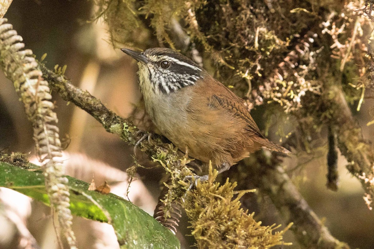 Munchique Wood-Wren - Eric VanderWerf