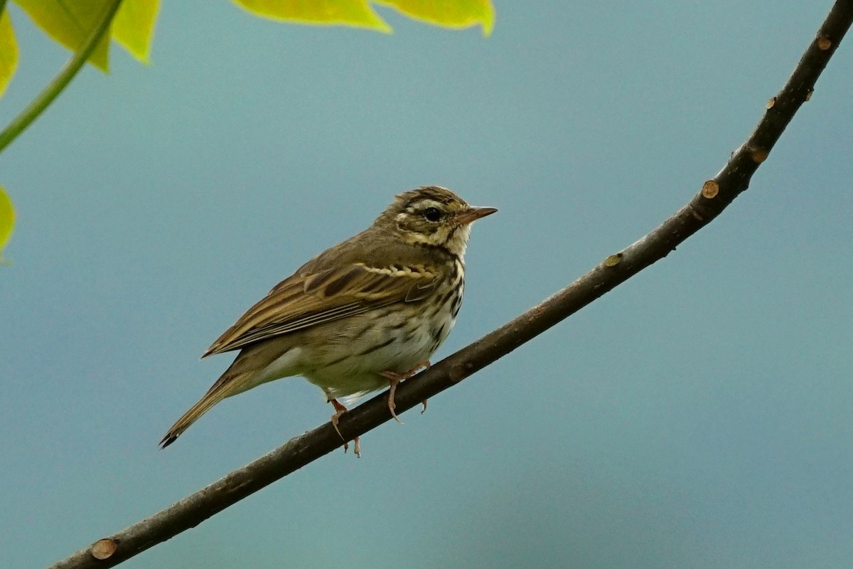 Olive-backed Pipit - ML88851751