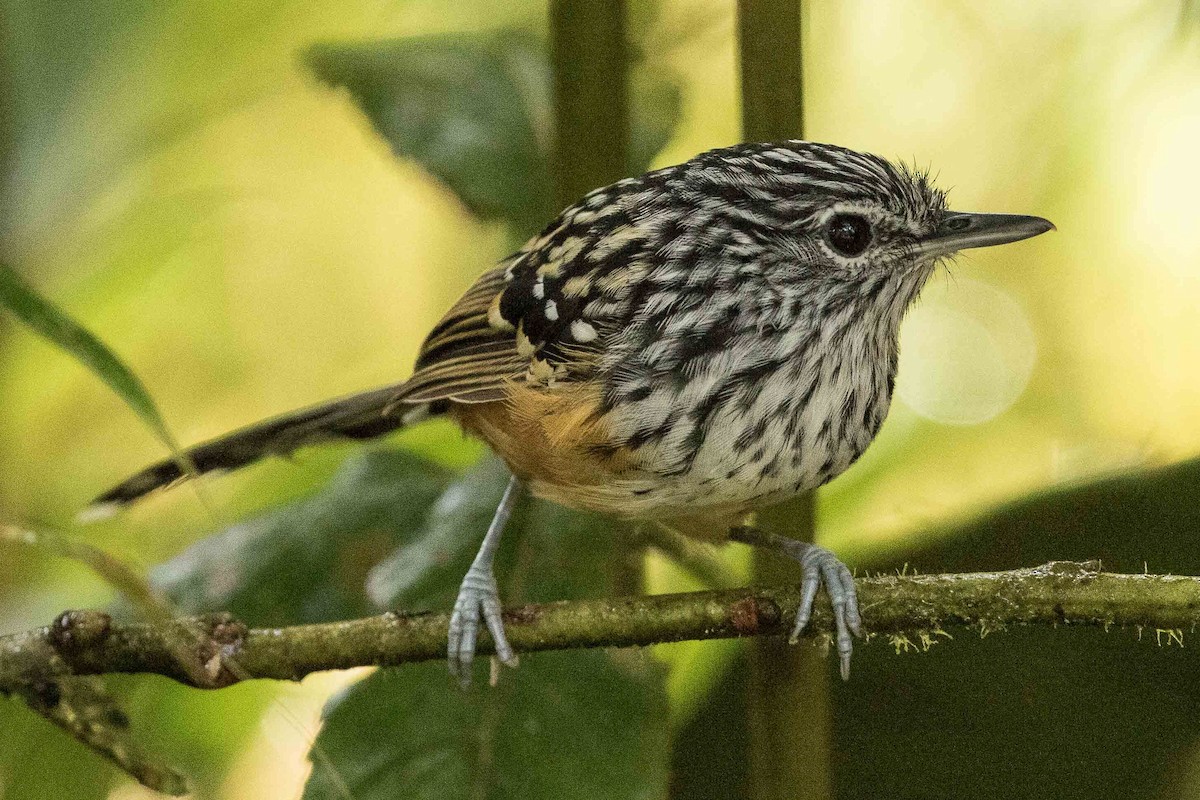 Streak-headed Antbird - ML88851861