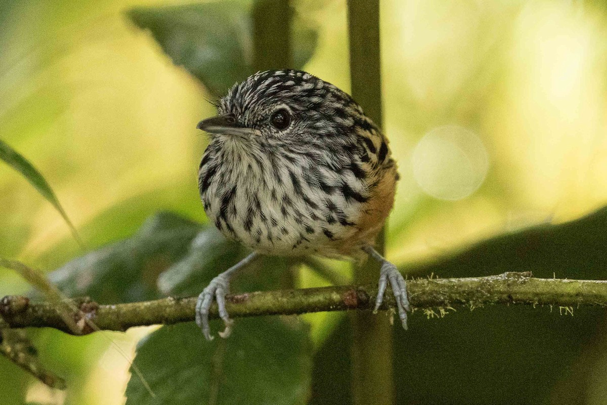 Streak-headed Antbird - ML88851931