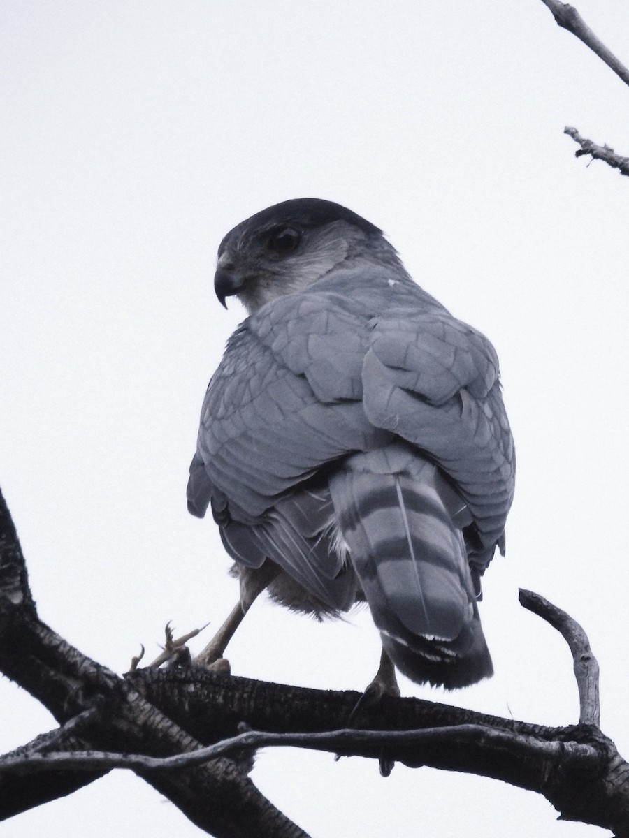 Cooper's Hawk - ML88853681