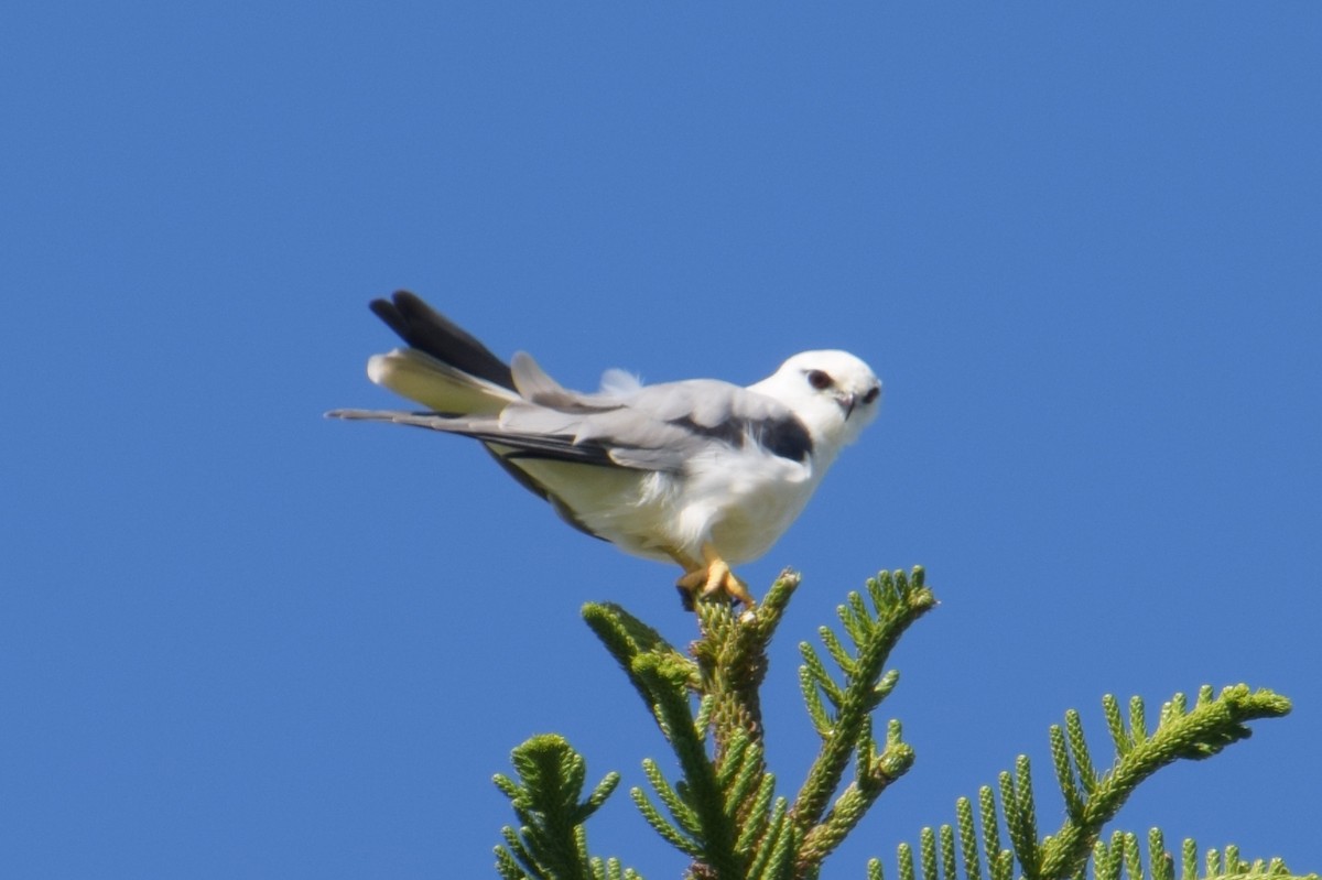 Black-shouldered Kite - ML88853831