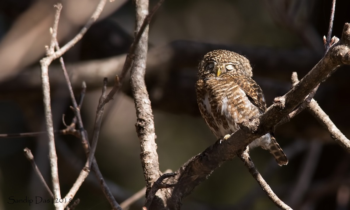 Collared Owlet - ML88855891