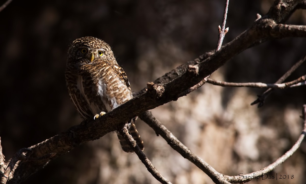 Collared Owlet - ML88855901