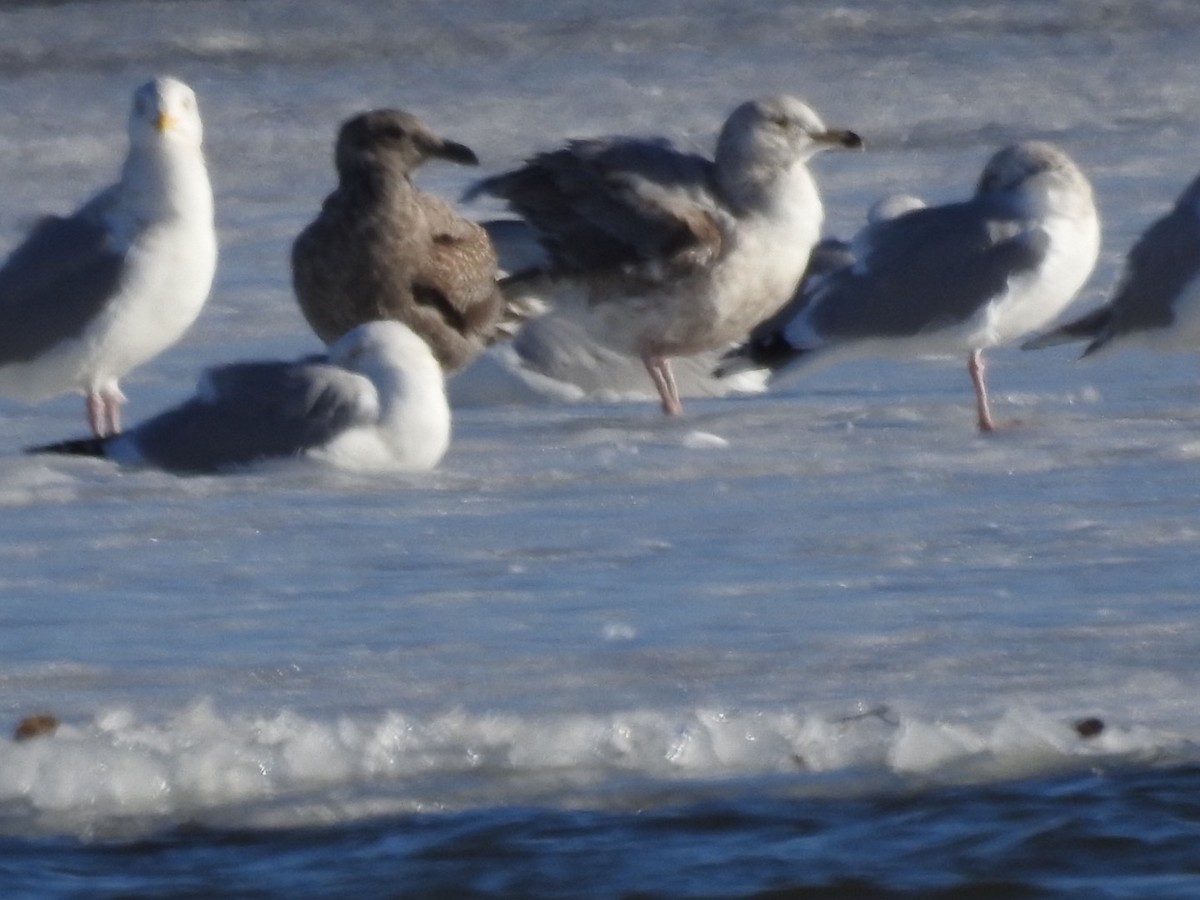 Lesser Black-backed Gull - ML88856891