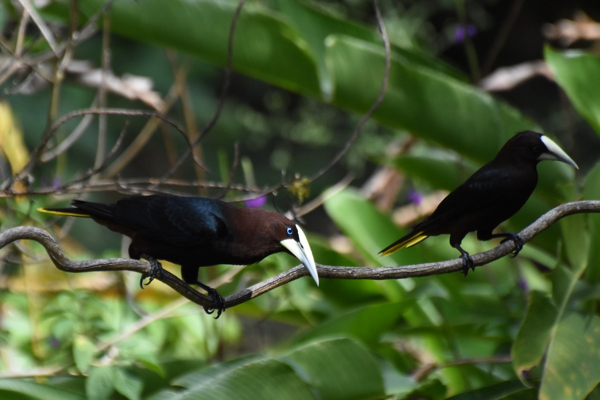 Chestnut-headed Oropendola - James Thompson