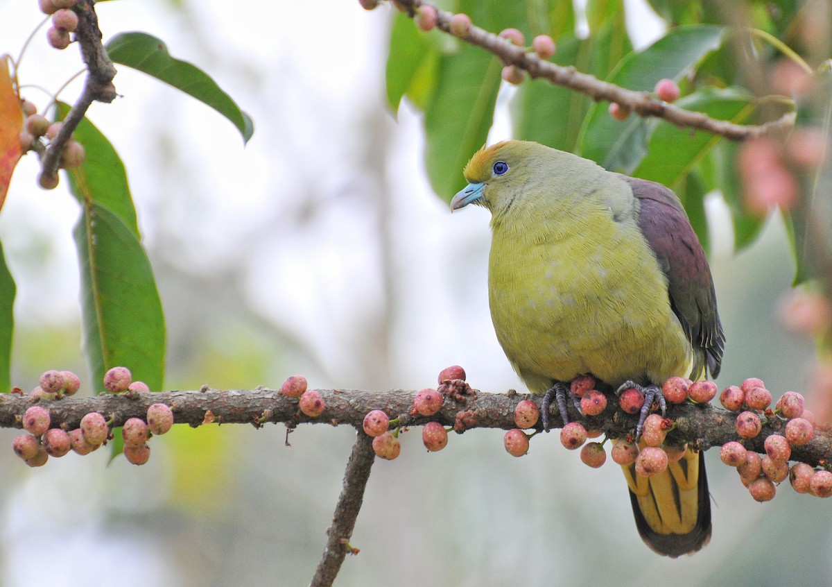 Whistling Green-Pigeon (Taiwan) - Cheng-Ru Tsai
