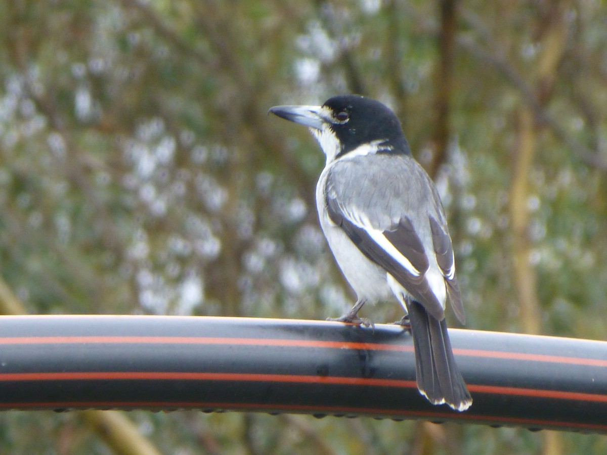 Gray Butcherbird - Shelley Altman