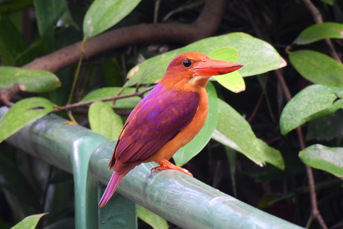 Ruddy Kingfisher - Anonymous