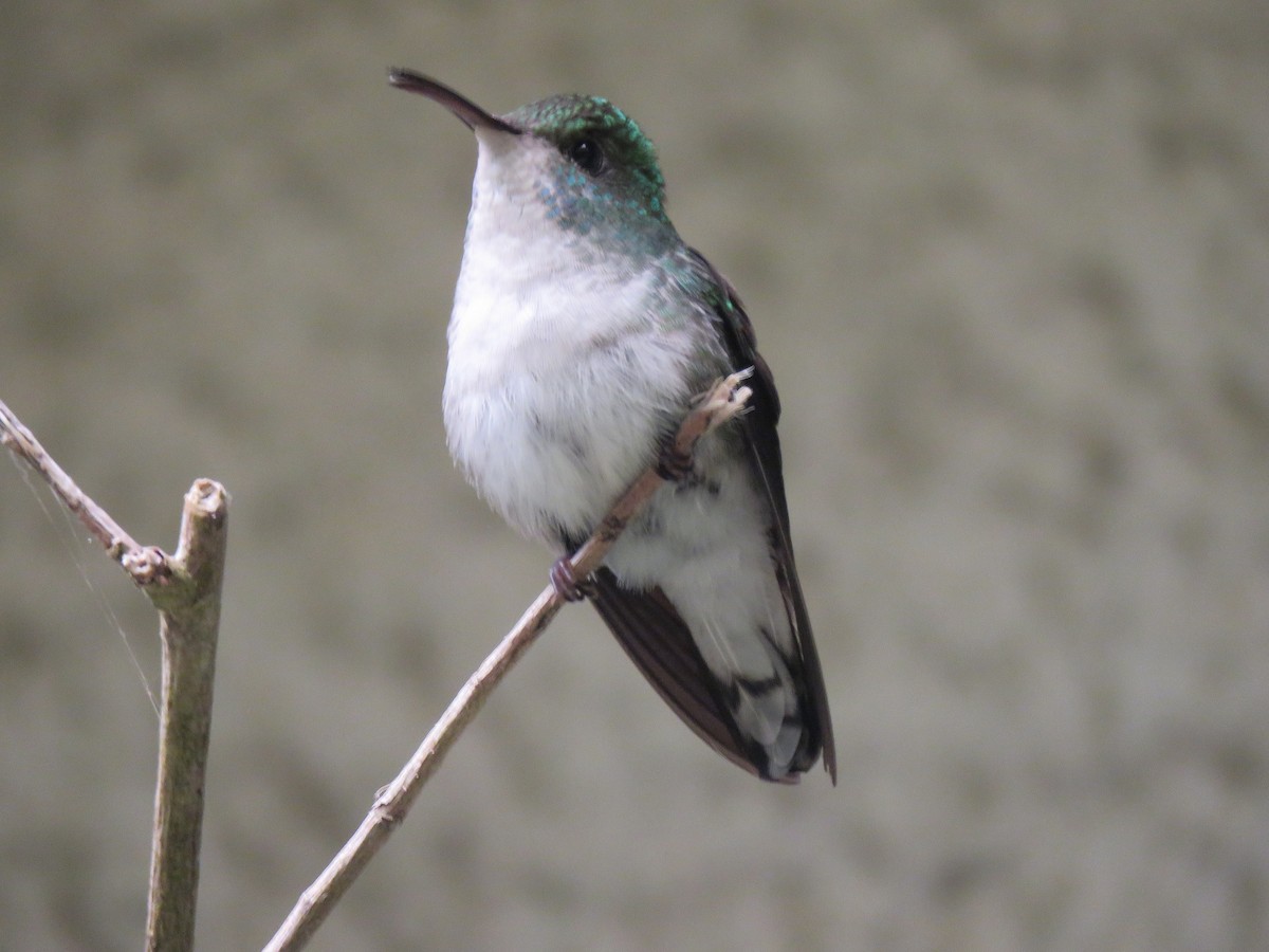 kolibřík měděnohlavý - ML88859511