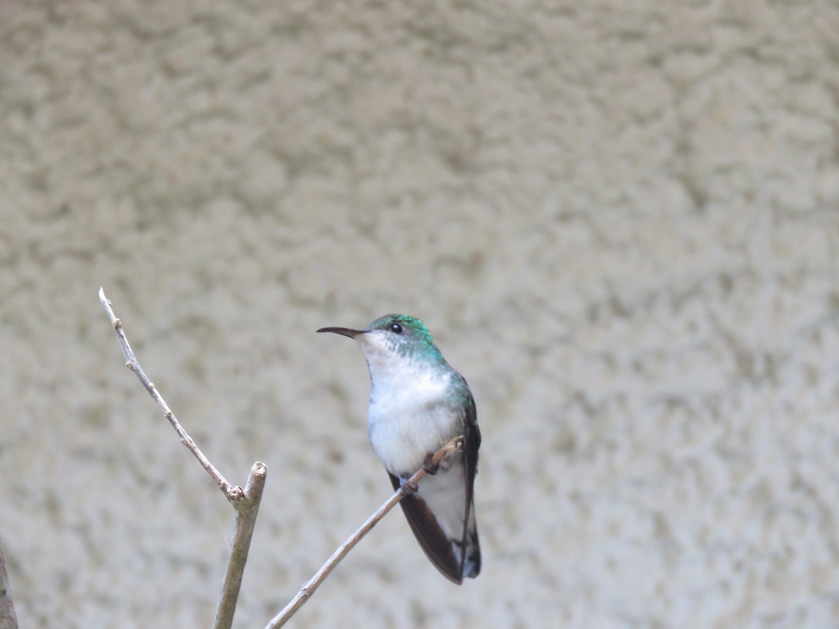 kolibřík měděnohlavý - ML88859521