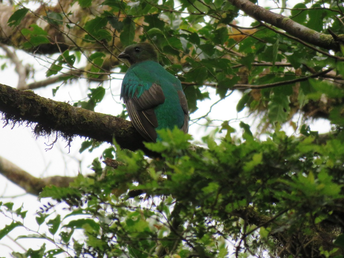 Quetzal Guatemalteco - ML88859591