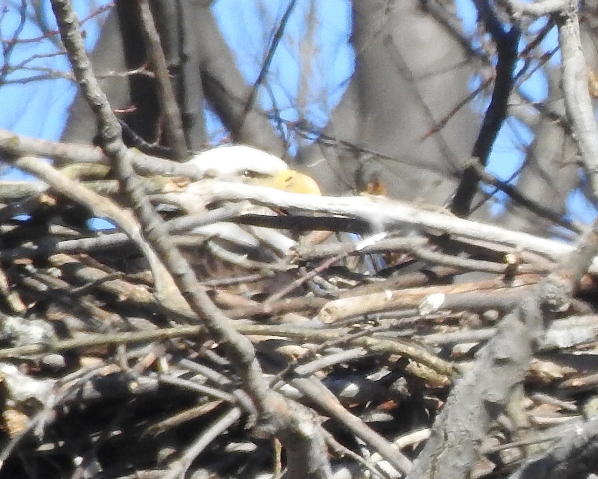 Bald Eagle - ML88860491