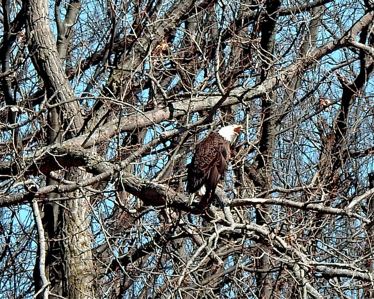Bald Eagle - ML88860511