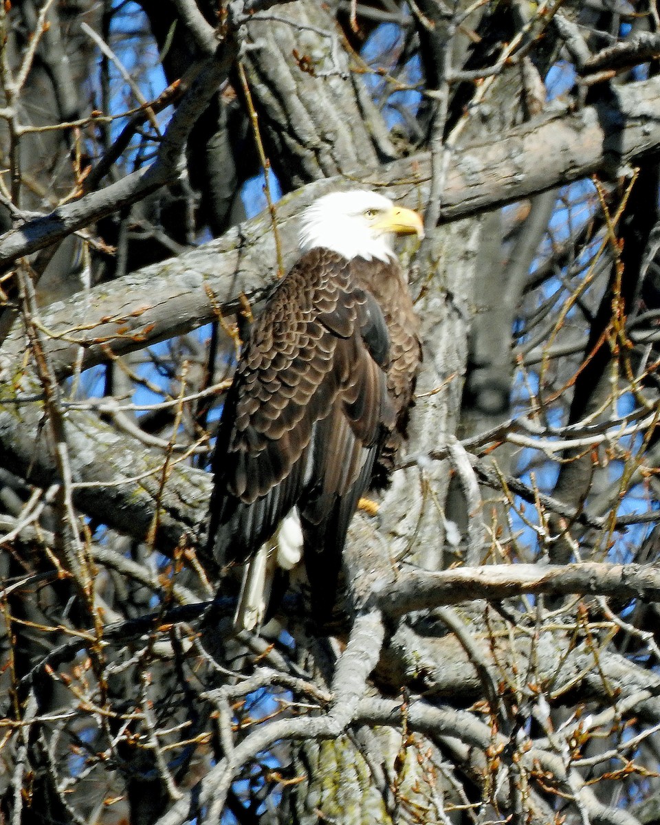 Bald Eagle - ML88860521