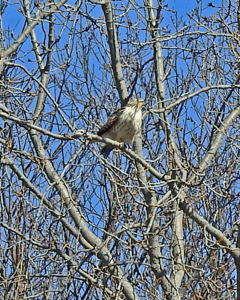 Red-tailed Hawk - ML88860531