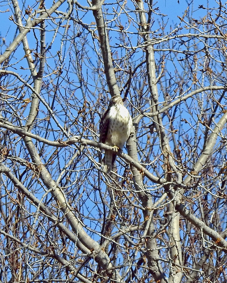 Red-tailed Hawk - ML88860541